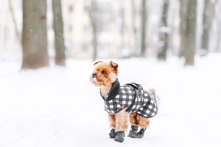 The 25 Best Dog Boots of 2020 - Pup Life Tod