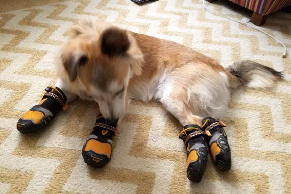 The Best Dog Boots | Reviews by Wirecutt