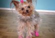 Small Dog Boots For Tiny Breeds | Alldogboots.c